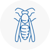 Chard Wasp Nest Removal